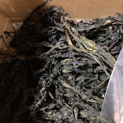 岡山県産　新物ワカメ　50グラムの画像