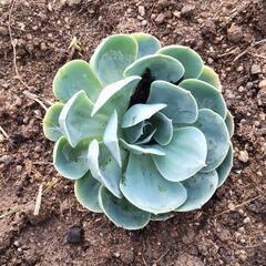 薔薇のような多肉植物？の画像