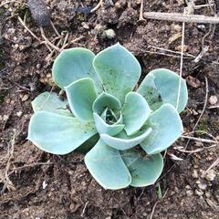 薔薇のような多肉植物？の画像