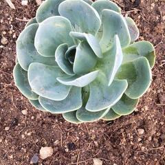 薔薇のような多肉植物？