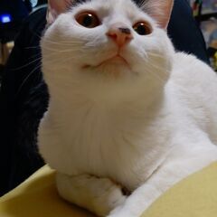 仔猫 生後6か月  ハチワレ♂ です
