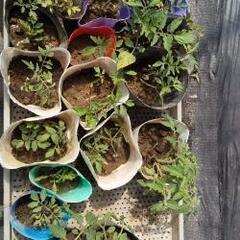第１回目🌱苗の準備が出来ました❗️ご予約の方はご連絡下さい👩‍🌾