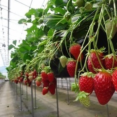 いちご狩り🍓一緒に行きましょう‼️