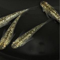 メダカ即売会