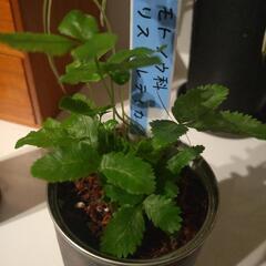 《お取引中》観葉植物　クレティカ