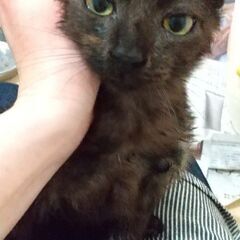 ３匹兄妹で迎えられました！黒猫ごまくん　茶トラ♀きじとら♂トリオで