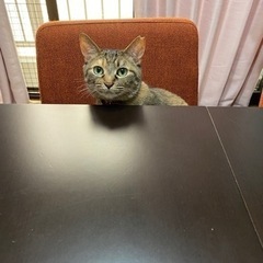 😺🐰年齢不問🐇昇給有り😀障害者グループホームの夜勤スタッフ大募集の画像