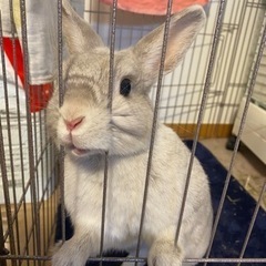 😺🐰年齢不問🐇昇給有り😀障害者グループホームの夜勤スタッフ大募集の画像