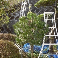 【決まりました】作業手伝ってください