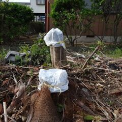 木の根抜き