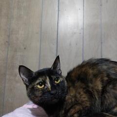 ビビリだけどいつもゴロゴロのサビ猫くりちゃん - 春日井市
