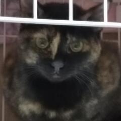ビビリだけどいつもゴロゴロのサビ猫くりちゃん - 猫