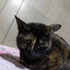 ビビリだけどいつもゴロゴロのサビ猫くりちゃんの画像