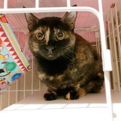 ビビリだけどいつもゴロゴロのサビ猫くりちゃん − 愛知県