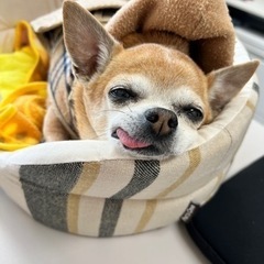 犬･猫好き、飼ってらっしゃる方！ - 太田市
