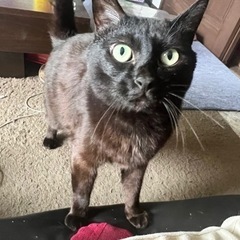 犬･猫好き、飼ってらっしゃる方！