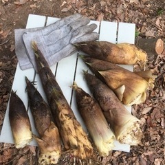 キャンプ仲間('A`)人('A`) − 和歌山県