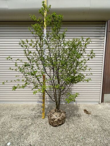 【取引中】植木_庭木_クロモジ_シンボルツリー