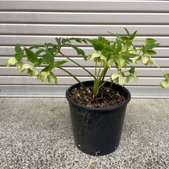 植木_庭木_クリスマスローズ