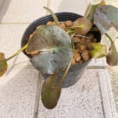 睡蓮ビニールポット🌸の画像