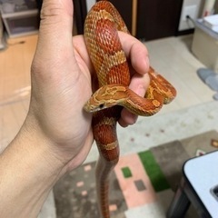 コーンスネーク、ノーマル