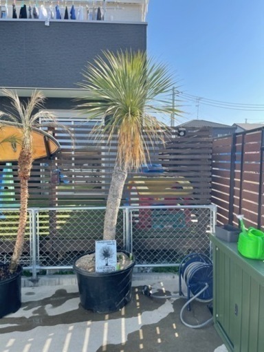 ユッカロストラータ特大サイズ2メートルオーバー配送＋植え込み費コミコミです！