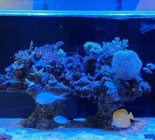 ライブロック　レプリカ　W390 D290 H150 ライブロックレプリカ　サンゴ