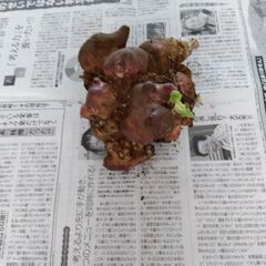 種芋(ヤーコン)の画像