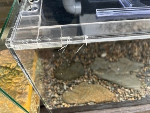 アクリル水槽、熱帯魚、アロワナ