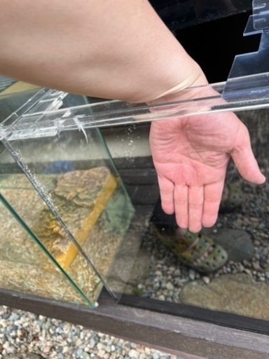 アクリル水槽、熱帯魚、アロワナ