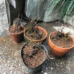 ビオトープ・水槽用　水草各種の画像