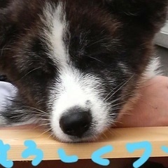 11歳の老犬ですがよろしくお願いいたします - 鳳珠郡