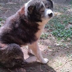 11歳の老犬ですがよろしくお願いいたします − 石川県