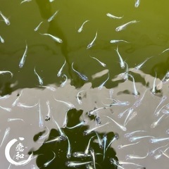 鉄仮面 ハネ個体 🐟