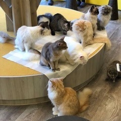 猫カフェ好きな人