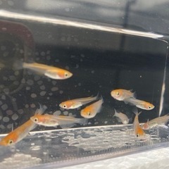 値下げ！【国少めだか】  紅白メダカ(若魚) 11匹　　800円の画像