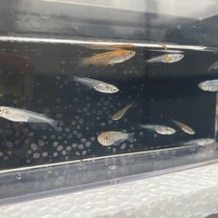 １匹50円に変更！【国少めだか】  MIXメダカ　1匹　50円の画像