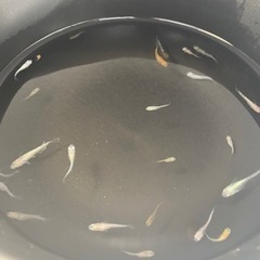 １匹50円に変更！【国少めだか】  MIXメダカ　1匹　50円