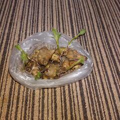 菊芋の種芋の画像