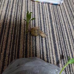 菊芋の種芋の画像