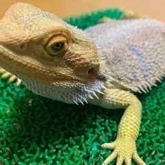 フトアゴヒゲトカゲ　ヤング　ノーマルヘテロゼロ