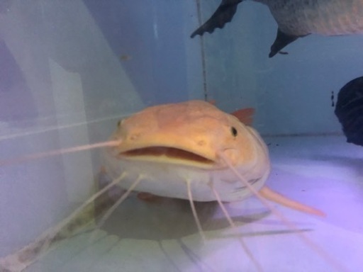 プラチナレッドテールキャット約６０センチ