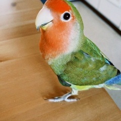 コザクラインコ 里親募集