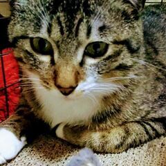 里親募集。。。お陰様で母猫子猫共に里親様決定致しました～