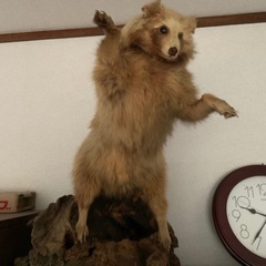 タヌキの剥製