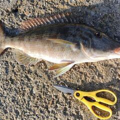 魚釣りレクチャー(１人千円)の画像