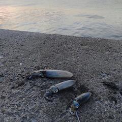 魚釣りレクチャー(１人千円)の画像