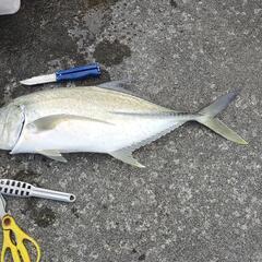 魚釣りレクチャー(１人千円)の画像
