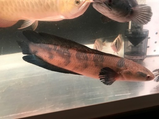 チャンナマルリオイデス2匹 熱帯魚 大型魚　スネークヘッド