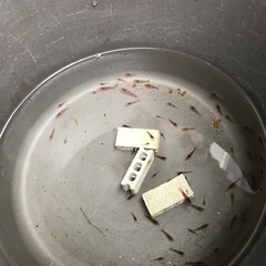 赤いミナミヌマエビの画像